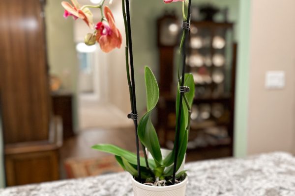 senior living tips from new thresholds